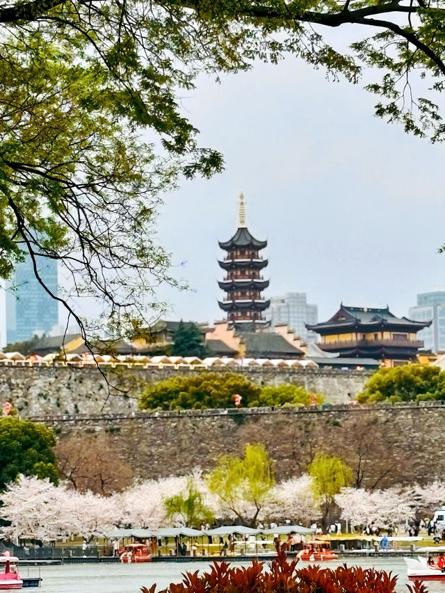 春日的玄武湖，與紫峰共舞