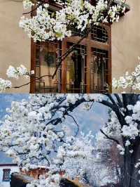 不騙你！3 - 4月的金川梨花太值得衝了
