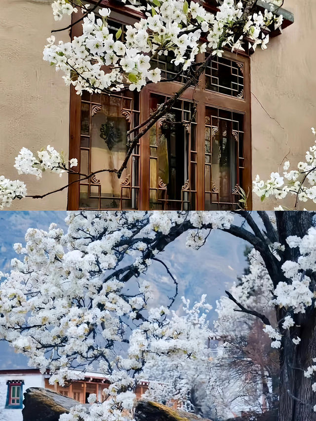不騙你！3 - 4月的金川梨花太值得衝了