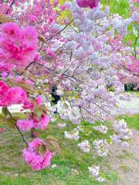 北京賞花了