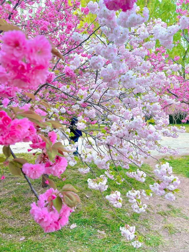 北京賞花了