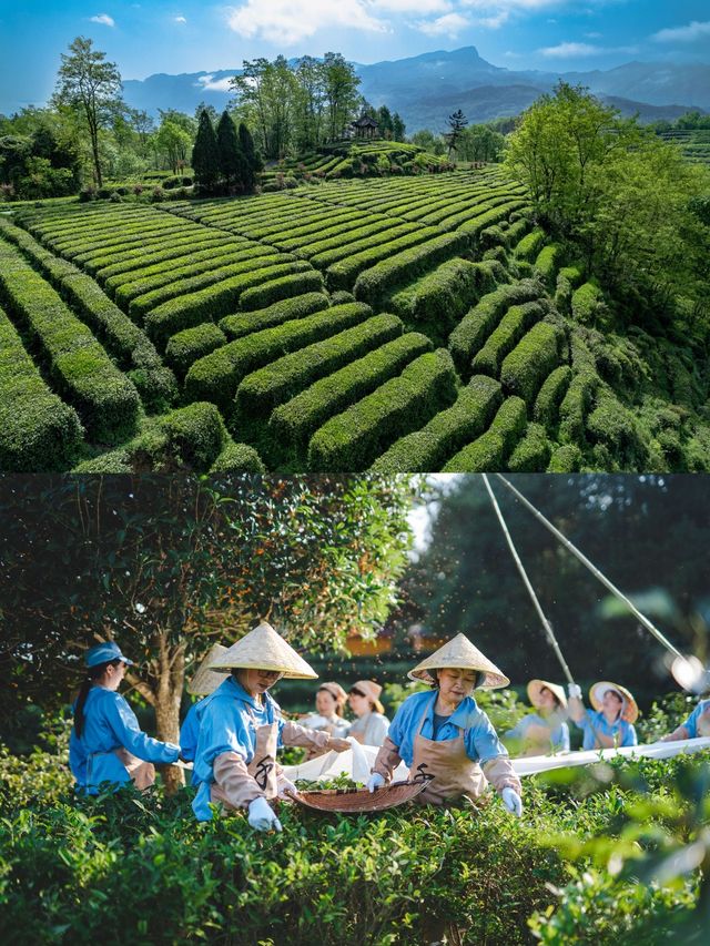 清明私藏路線｜採春茶、住古院、訪古鎮