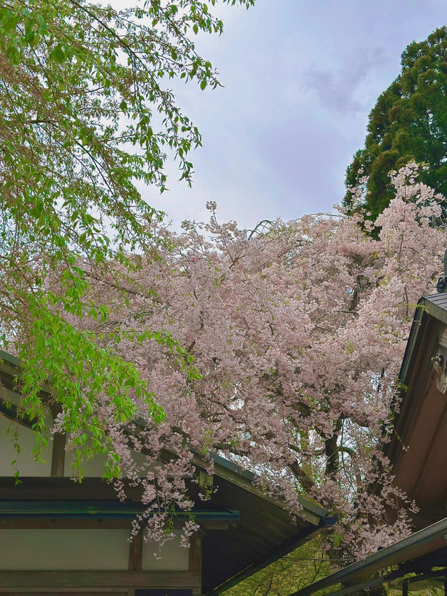 京都深度遊|直接棄清水寺！三千院才是yyds