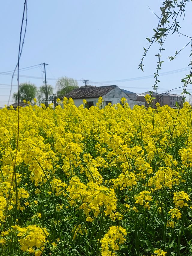 蘇州太倉沙溪春行