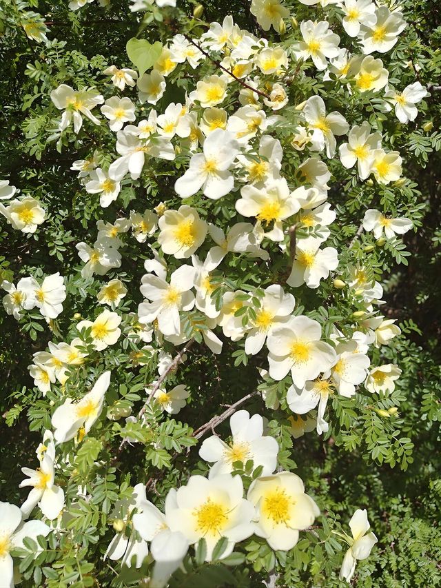 賞花好去處｜國家植物園