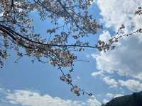 台中必去！武陵農場櫻花季尾聲也超美🌸
