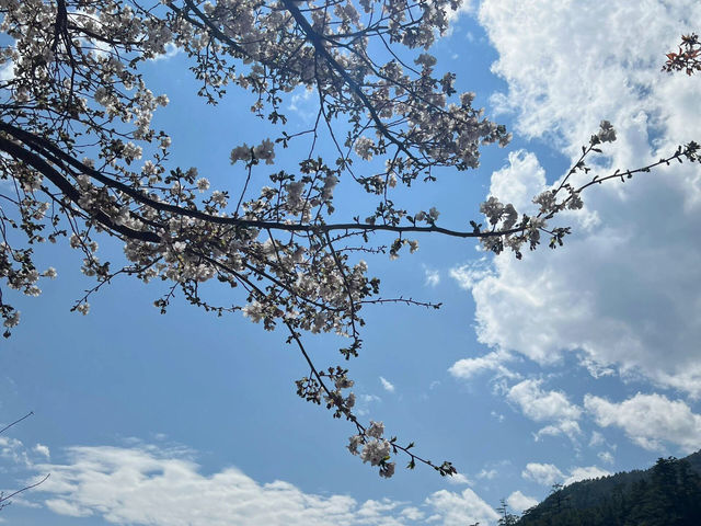 台中必去！武陵農場櫻花季尾聲也超美🌸