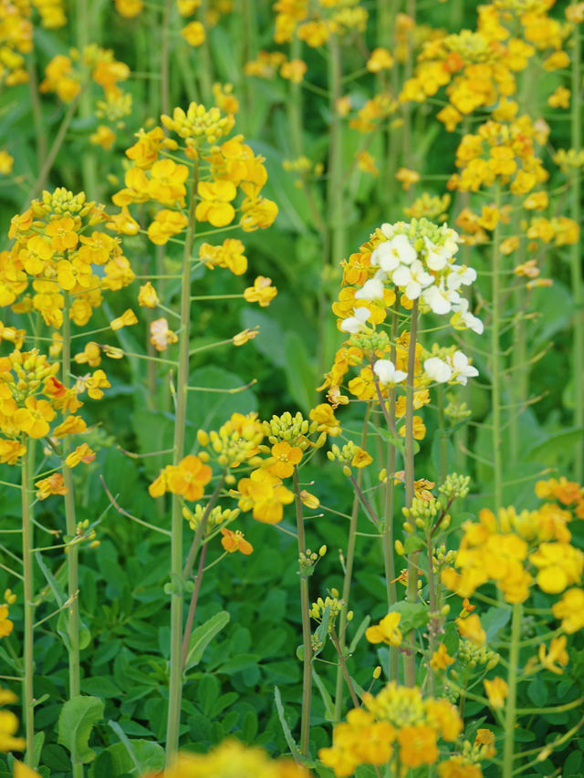 曲靖油菜花 | 一場限定春日浪漫全攻略
