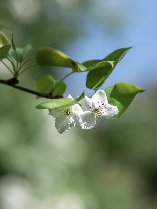 北京梨花季｜勇闖春日限定「雪國秘境」