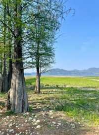 【江浙滬小阿勒泰｜四明湖春日草原寫真秘笈】