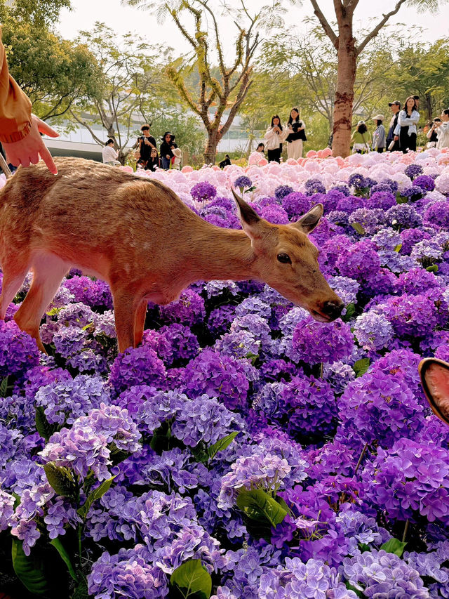 🌷珠海爆火！城市客廳美翻了，快來打卡📸