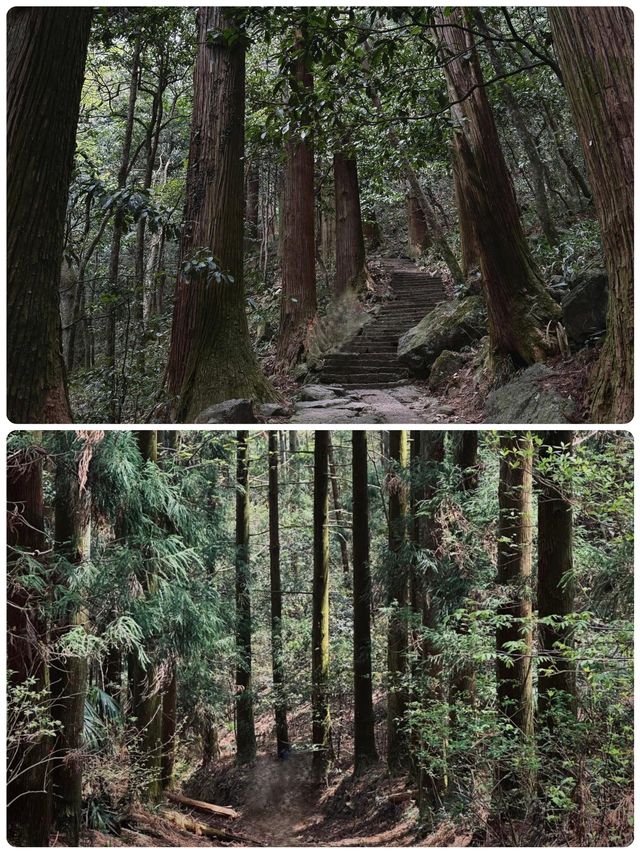 佛系吸氧天花板！天目山保姆級避坑攻略