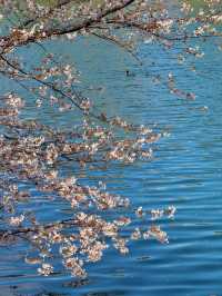 🌸2025大阪城公園賞櫻攻略｜錯過等一年！