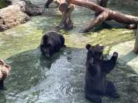 深圳野生動物園玩轉攻略，萌獸奇遇之旅