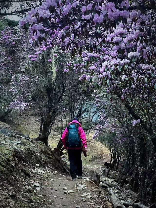 哈巴雪山杜鵑花季及露營體驗