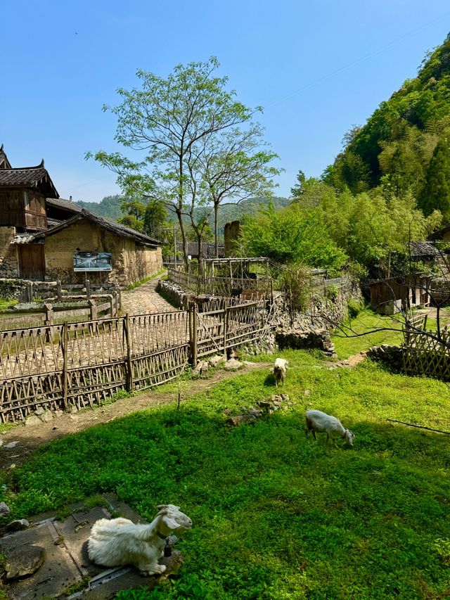 泰順！入住大自然感受慢生活啦。