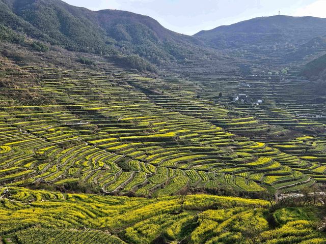 覆卮山千年梯田—大地上的金色詩行