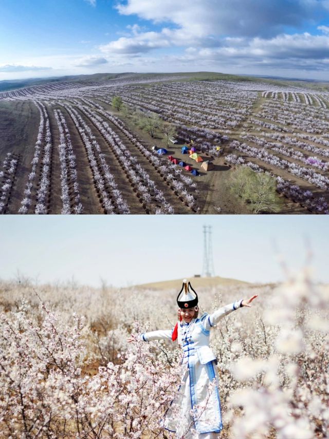 太僕寺旗杏花開！這波踏春玩法多！