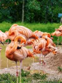 翅膀飛翔，鳥語花香：新加坡飛禽公園