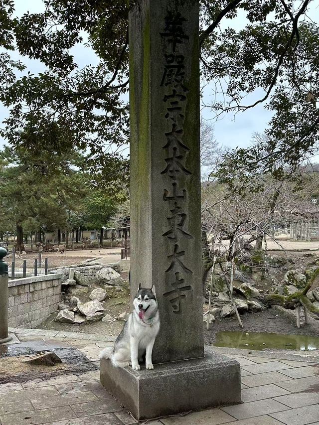 原來在這裡，可以跟小鹿拍出人生照片~