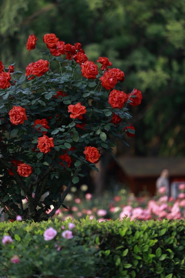 五一必去嘅浪漫花海打卡攻略 杭州花圃·月季盛花期   時間: 4月底-5月中（五一正盛