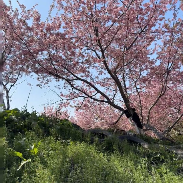 🌸武漢私藏賞櫻地！楚風櫻花園美到心顫，人少出片快！