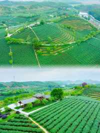大明山全攻略徒步觀景露營全體驗