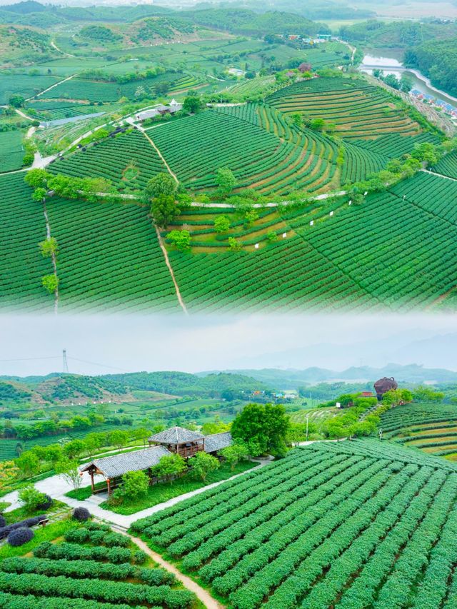 大明山全攻略徒步觀景露營全體驗