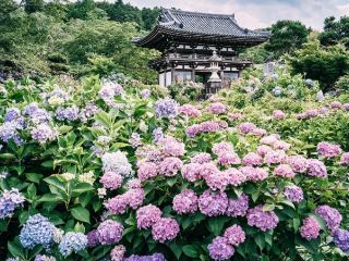 Explore the Hidden Gem of Kyoto: Tanshu Kannon-ji Temple