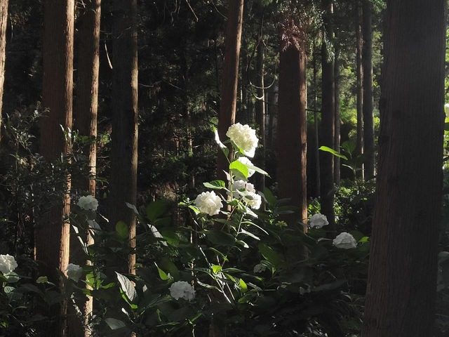 🌸千葉服部農園繡球花打卡攻略🌸