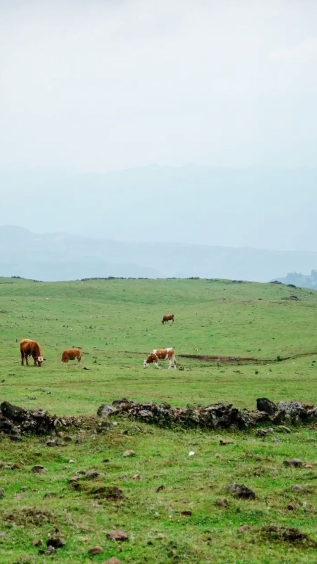 烏蒙山大斷崖自駕，闖入地球邊緣