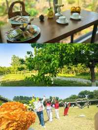 夏日嘅揚州，呢片松林同花海真係令人驚艷