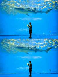 去珠海長隆海洋館穿什麼最出片？跟拍推薦