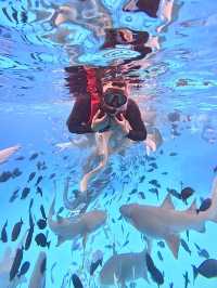 🌊 Snorkeling in Paradise: A Maldives Dream Come True! 🤿✨