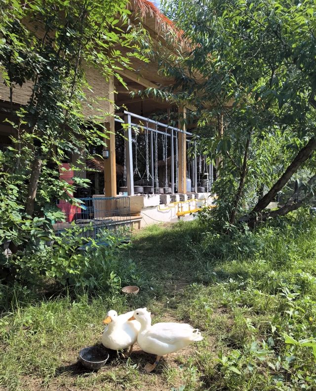 安寧｜熊哥哥的小院