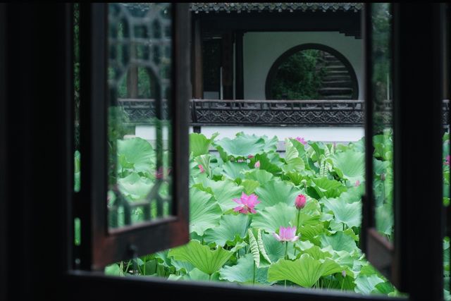 接天蓮葉無窮碧 | 古猗園賞荷攻略