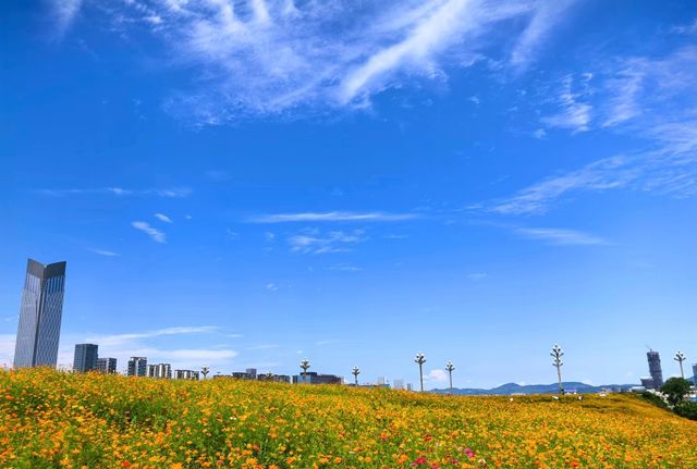 可以天府，何必川西|興隆湖格桑花海攻略