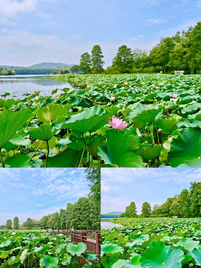 蜂戲荷間繪綺夢,夏日荷塘詩意濃 蜂戲荷間繪綺夢,夏日荷塘詩意濃
