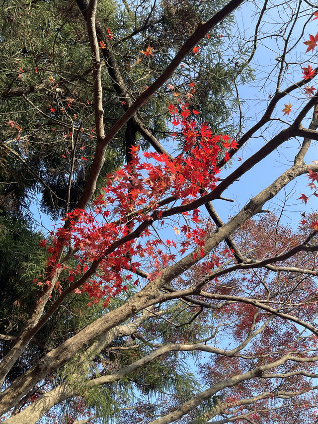 抓住秋天的尾巴！莫干山楓葉季限時賞秋攻略