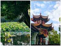 翠湖公園已回真不建議10月去，因為真的太香了