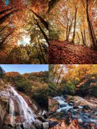 光霧山紅葉瘋了！這680平方公里的秋景美到爆