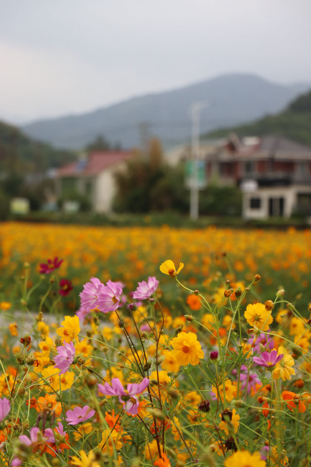 寧波最美的花海又來了，雨中更有畫面感哦