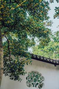 降溫了！我開始期待滄浪亭的桂花花窗……