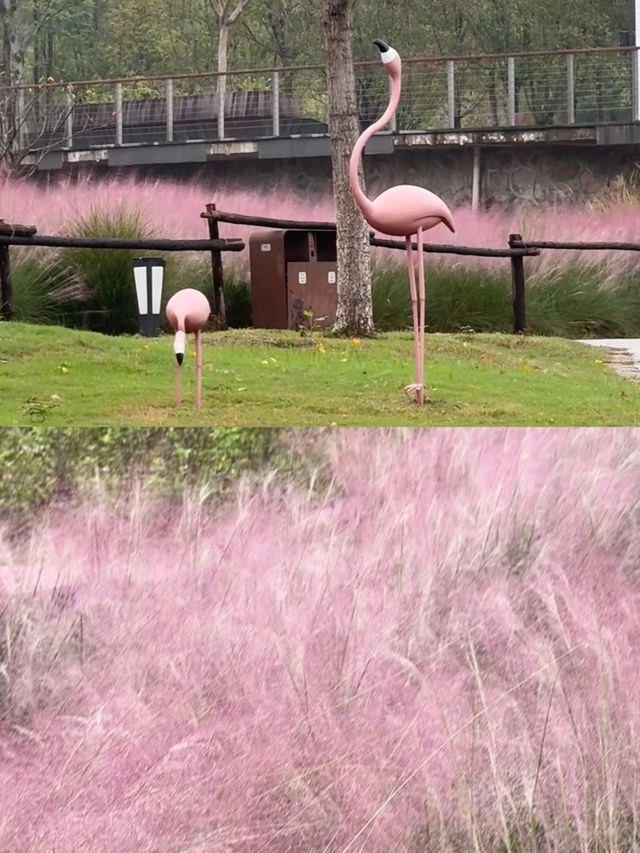 打卡宜昌沙河，邂逅公園與自然的浪漫