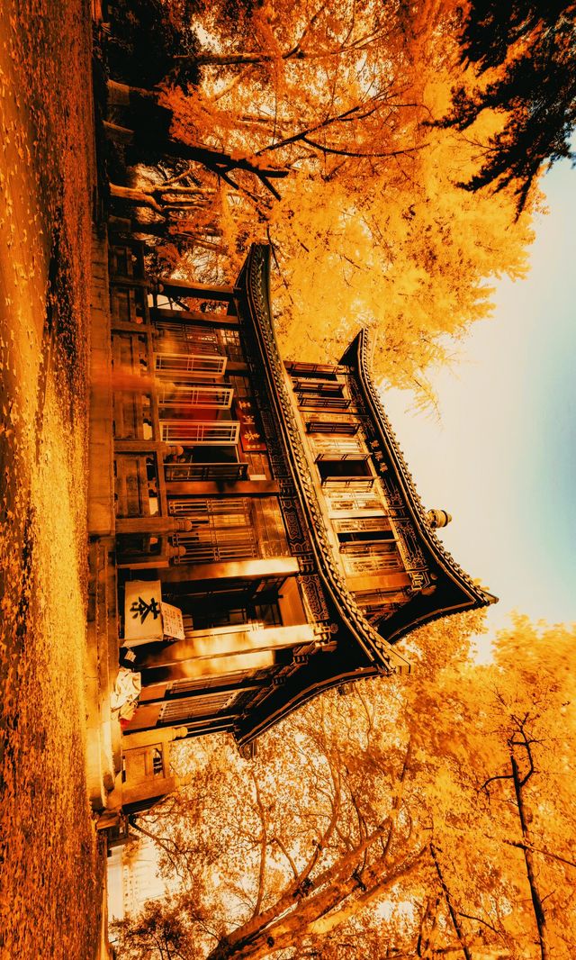 全屏封神挑戰！南京的秋天簡直是人間天堂！一鍵收藏金陵賞秋攻略