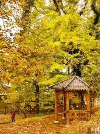 墜入秋天的童話天台山秋日漫遊指南