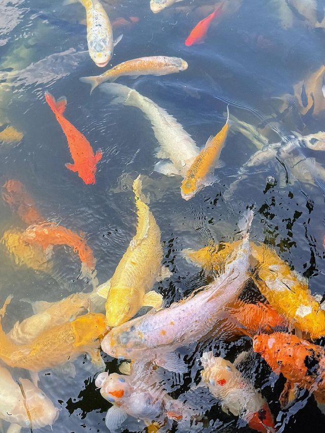 深圳人必衝！99%不知道的寶藏錦鯉園林