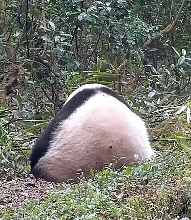 找到了“花花”是飯糰的證據