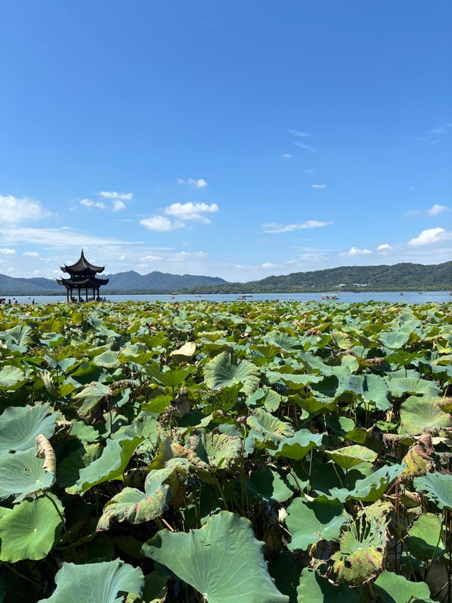 夏日西湖遊｜杭州最美打卡路線全攻略