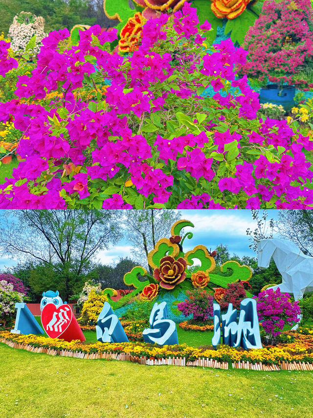 淮安白馬湖公園的菊花展